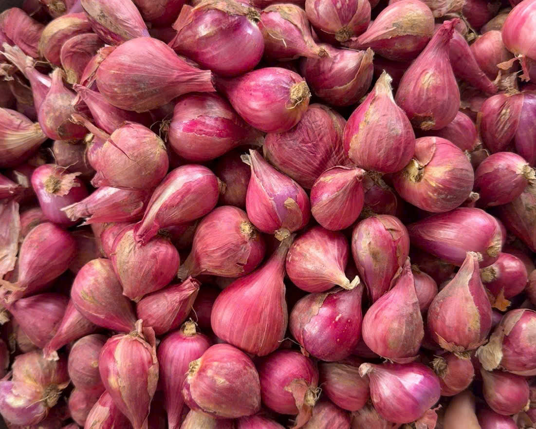 Hành Tím Phan Rang